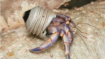 Kepiting pertapa yang mencoba beradaptasi dengan limbah sampah. Ia menggunakan bekas bohlam lampu sebagai rumah barunya. (Foto: Brightside)
