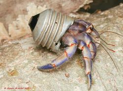 Potret Miris Kala Hewan-hewan Terjebak Sampah Manusia