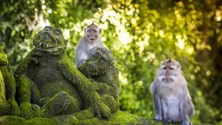 Terindentifikasi di Singapura, Sekilas Soal Cacar Monyet