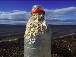 Potret Miris Kala Hewan-hewan Terjebak Sampah Manusia