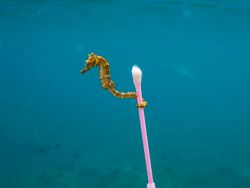 Potret Miris Kala Hewan-hewan Terjebak Sampah Manusia