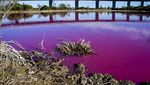 Foto: Danau Pink yang Cantik, Tapi Jangan Disentuh