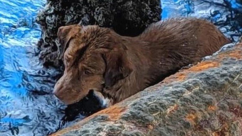 Anjing yang Terombang-ambing di Tengah Laut, Berhasil Diselamatkan Anjing yang Terombang-ambing di Tengah Laut, Berhasil Diselamatkan