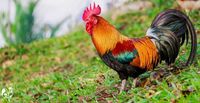 Pria Ini Ditangkap Setelah Mencuri dan Memakan Ayam Seharga Rp 6 Juta