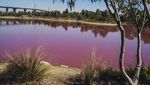 Foto: Danau Pink yang Cantik, Tapi Jangan Disentuh
