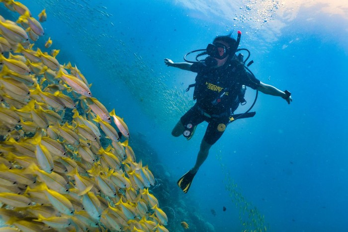 Bida Nok, Phi Phi Islands, Andaman sea, Thailand - Sept 02 2017:  One female scuba divers swims through a massive shoal of Bigeye Snapper Fish.  The fish starburst all around and she is enjoying nature.  Coral reefs are the one of earths most complex ecosystems, containing over 800 species of corals and one million animal and plant species. Here we see a shallow coral reef consisting mainly of hard corals supporting shoals of Bigeye Snapper (Lujanus lutjanus).