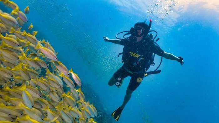 Bida Nok, Phi Phi Islands, Andaman sea, Thailand - Sept 02 2017:  One female scuba divers swims through a massive shoal of Bigeye Snapper Fish.  The fish starburst all around and she is enjoying nature.  Coral reefs are the one of earths most complex ecosystems, containing over 800 species of corals and one million animal and plant species. Here we see a shallow coral reef consisting mainly of hard corals supporting shoals of Bigeye Snapper (Lujanus lutjanus).