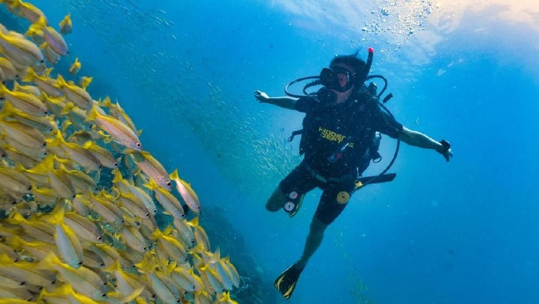 ilustrasi wanita menyelam Bida Nok, Phi Phi Islands, Andaman sea, Thailand - Sept 02 2017: One female scuba divers swims through a massive shoal of Bigeye Snapper Fish. The fish starburst all around and she is enjoying nature. Coral reefs are the one of earths most complex ecosystems, containing over 800 species of corals and one million animal and plant species. Here we see a shallow coral reef consisting mainly of hard corals supporting shoals of Bigeye Snapper (Lujanus lutjanus).