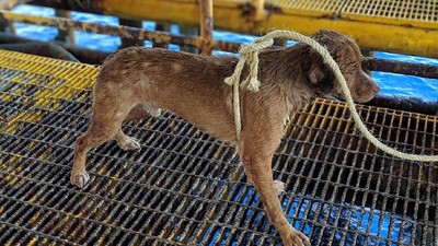 Seekor Anjing di Thailand Dievakuasi Usai Terombang-ambing di Laut