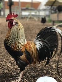 Pria Ini Ditangkap Setelah Mencuri dan Memakan Ayam Seharga Rp 6 Juta
