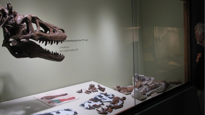 Fosil bayi T-Rex yang dilelang di eBay. (Foto: Dok. eBay) Fosil bayi T-Rex yang dilelang di eBay. (Foto: Dok. eBay)