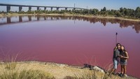 Panoramanya pun menawan, warna pink di danaunya berpadu dengan langit biru dan jembatan sebagai latarnya. Siapa yang tak tergoda untuk foto-foto di sana? (iStock)