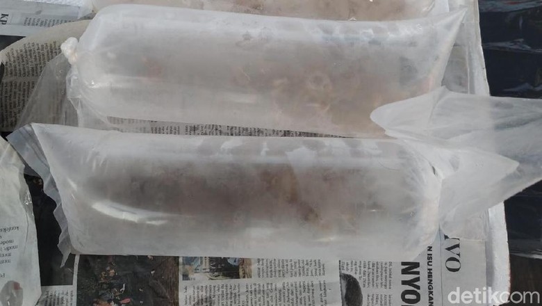TNI AL Gagalkan Penyelundupan 20 Ribu Baby Lobster Rp 3,5 M TNI AL Gagalkan Penyelundupan 20 Ribu Baby Lobster Rp 3,5 M