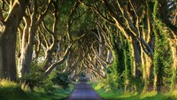 Dark Hedges di Irlandia Utara tampak menyeramkan sekaligus eksotis. Jalanan dengan pepohonan di kanan kirinya ini muncul sebagai Kingsroad (iStock)