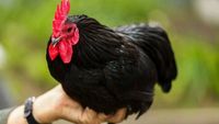 Pria Ini Ditangkap Setelah Mencuri dan Memakan Ayam Seharga Rp 6 Juta