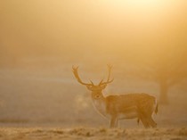 Cegah Tabrakan Satwa, Singapura Perluas Pagar Eksklusif di Sekitar Cagar Alam