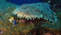 Hiu karpet yang langka banyak tinggal di wilayah perairan Raja Ampat, Papua Barat. Hewan laut ini pun disebut-sebut sebagai penunggu dasar laut Raja Ampat (Thinkstock)