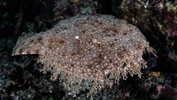Untuk bisa melihat hiu karpet, traveler harus menyelam terlebih dahulu. Hiu tersebut tinggal di dasar laut dengan kedalaman sekitar 20 meter (iStock)