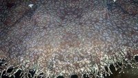 Warnanya kecoklatan dengan rumbai putih gading. Ini memudahkan sang ikan untuk kamuflase (iStock)