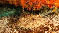 Sesuai dengan namanya, bentuk hiu yang satu ini mirip dengan karpet (iStock)