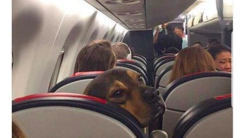 De Gea yang semalam juga tampil buruk digambarkan melihat Ashley Young dan Phil Jones dengan muka sedih dalam perjalanan balik ke Inggris. Foto: istimewa