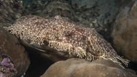 Berbeda dengan hiu kebanyakan, bentuknya lebih rata dengan rumbai-rumbai di bagian mulutnya dan badannya. Panjang tubuhnya bisa mencapai kurang lebih 2 meter (iStock)
