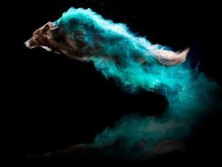 Cantiknya Powder Photography pada Anjing