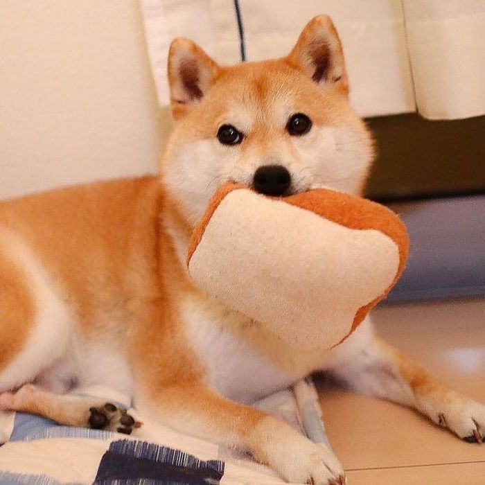 Bikin Gemas! Shiba Inu yang Berfoto Hingga Jualan Makanan - Foto 2