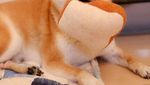 Bikin Gemas! Shiba Inu yang Berfoto Hingga Jualan Makanan