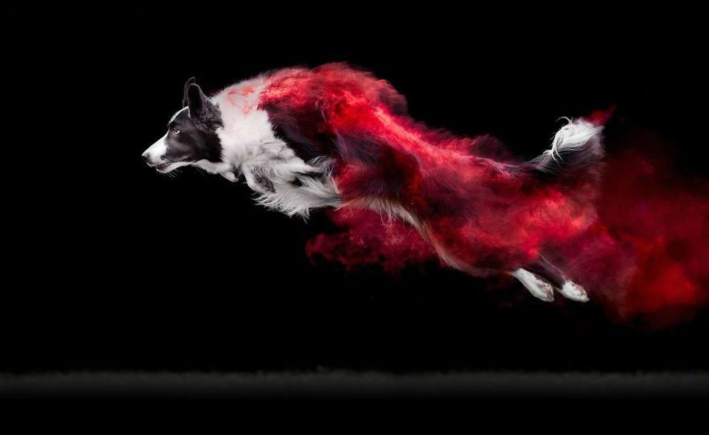 Cantiknya Powder Photography Pada Anjing