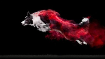 Fotografer asal Kanada Jess Bell menjajal teknik fotografi baru yakni powder photography. Foto: Instagram @jessbellphotography via Brainberries