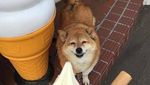 Bikin Gemas! Shiba Inu yang Berfoto Hingga Jualan Makanan