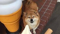 Shiba inu yang terlihat tersenyum ini bikin gemas. Ia sangat tertarik dengan es krim yang dipegang oleh sang pemilik. Foto: Instagram@shiba.tastic
