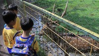 Rata-rata pengunjung yang datang ke taman ini membawa anak untuk memberi makan rusa-rusa yang ada di Taman Uncal. (Wisma Putra/detikcom)