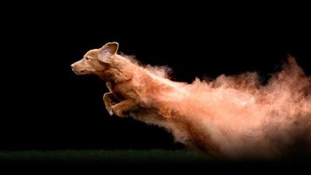 Dalam pemotretan ini, anjing yang menjadi model mulai dari Border Collies hingga Australian Shepherds bahkan Mudi. Foto: Instagram @jessbellphotography via Brainberries