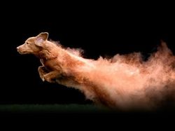 Cantiknya Powder Photography pada Anjing