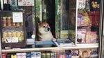 Bikin Gemas! Shiba Inu yang Berfoto Hingga Jualan Makanan