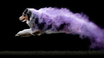 Namun untuk powder photography, Jess Bell baru mencobanya. Dan hasilnya sangat menarik. Foto: Instagram @jessbellphotography via Brainberries