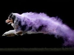 Cantiknya Powder Photography pada Anjing