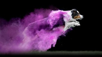 Buat kalian yang sedang mempelajari trik memotret hewan, karya-karya Jess Bell bisa jadi contoh. Foto: Instagram @jessbellphotography via Brainberries