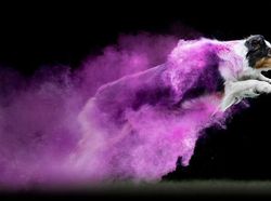 Cantiknya Powder Photography pada Anjing