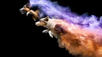 Konsepnya cukup simpel, yakni dengan melemparkan bubuk berwarna pada anjing yang warnanya kontras dengan bulu dan biarkan anjing melompat. Foto: Instagram @jessbellphotography via Brainberries