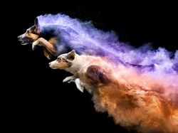 Cantiknya Powder Photography pada Anjing