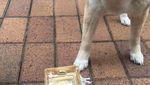 Bikin Gemas! Shiba Inu yang Berfoto Hingga Jualan Makanan