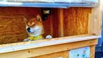 Bikin Gemas! Shiba Inu yang Berfoto Hingga Jualan Makanan