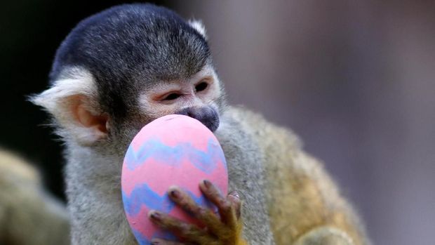 Humboldt penguins are fed fish from papier-mache Easter eggs during a photo-call at ZSL London Zoo in London, Britain, April 18, 2019.  REUTERS/Peter Nicholls