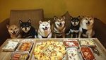 Bikin Gemas! Shiba Inu yang Berfoto Hingga Jualan Makanan