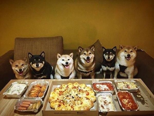 Bikin Gemas! Shiba Inu yang Berfoto Hingga Jualan Makanan