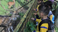 Rusa-rusa di penangkaran ini berasal dari Istana Bogor, kemudian ditangkarkan di Bandung. Rusa-rusa ini terus berkembang biak dan kini jumlahnya mencapai belasan ekor. (Wisma Putra/detikcom)
