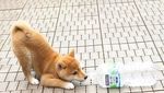 Bikin Gemas! Shiba Inu yang Berfoto Hingga Jualan Makanan